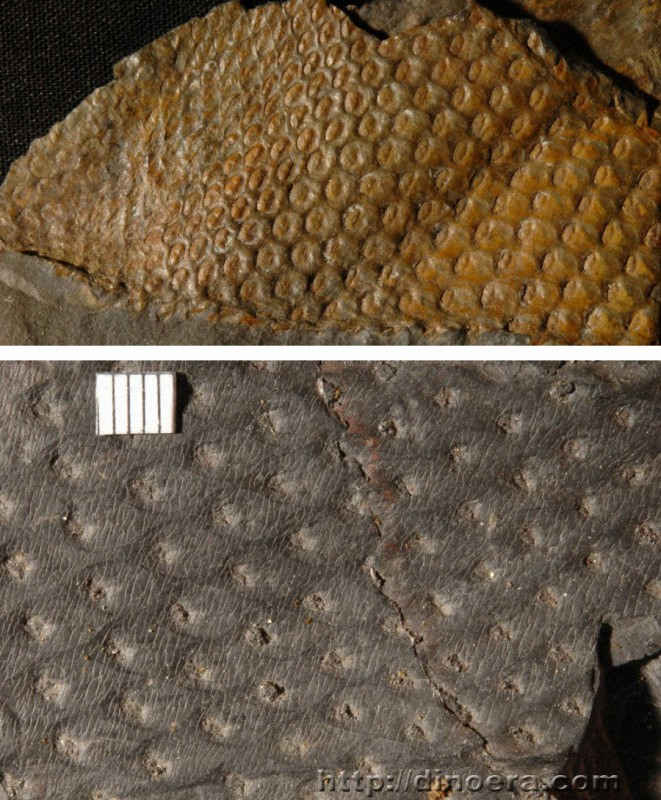 Lepidodendropsis 05-06