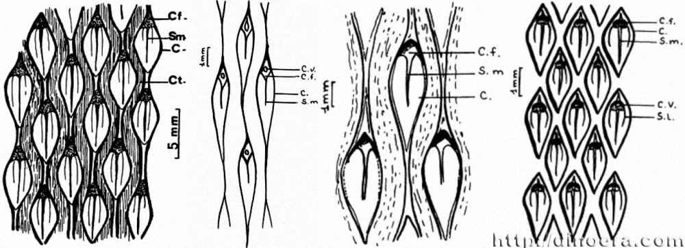 Lepidodendropsis africanum