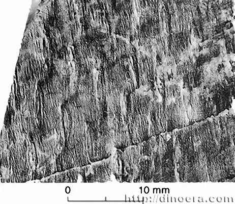 Lepidodendropsis arborescens 01 cc