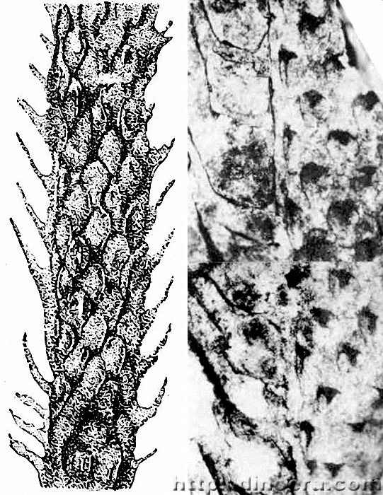 Lepidodendropsis concinna 01-05 cc