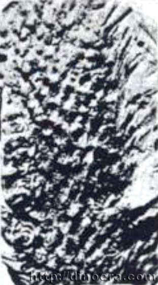 Lepidodendropsis devoogdi 01 cc