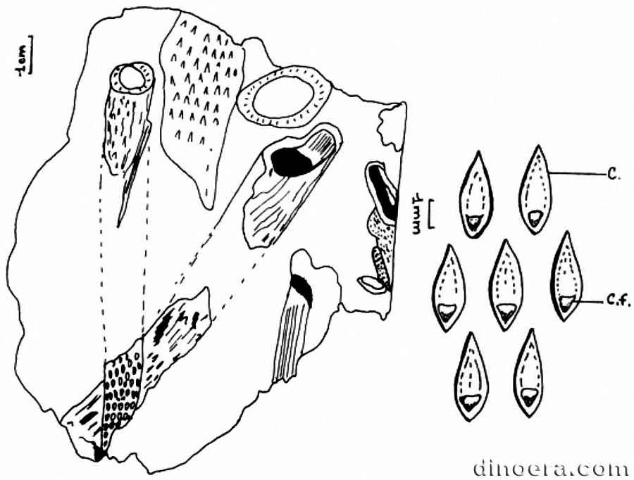 Lepidodendropsis gargafense 01-02 cc