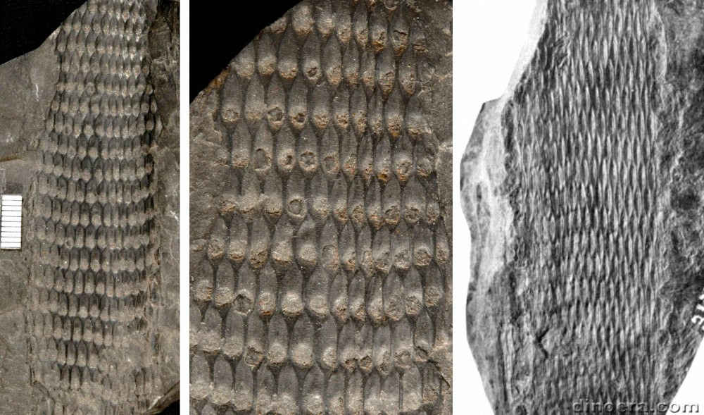 Lepidodendropsis hirmeri 02-03-12