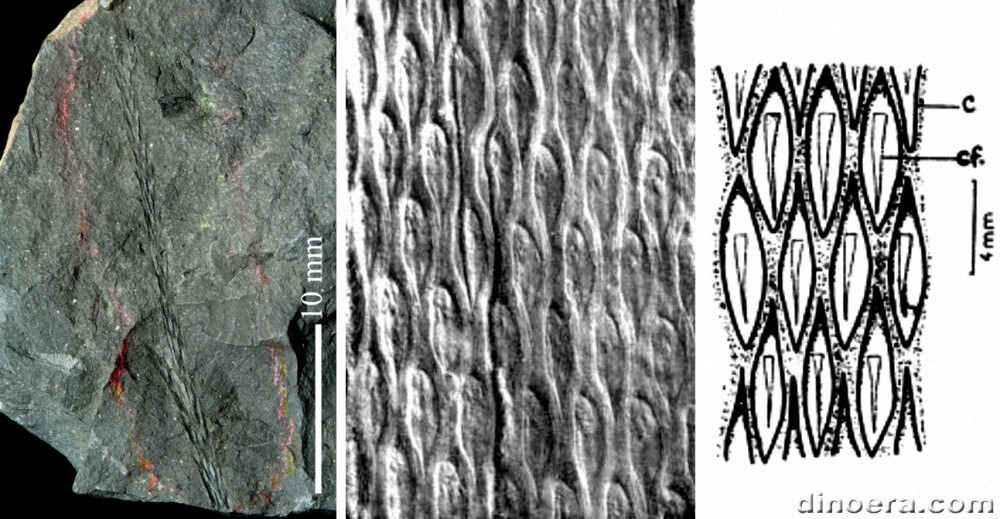 Lepidodendropsis hirmeri 04-05-08 cc