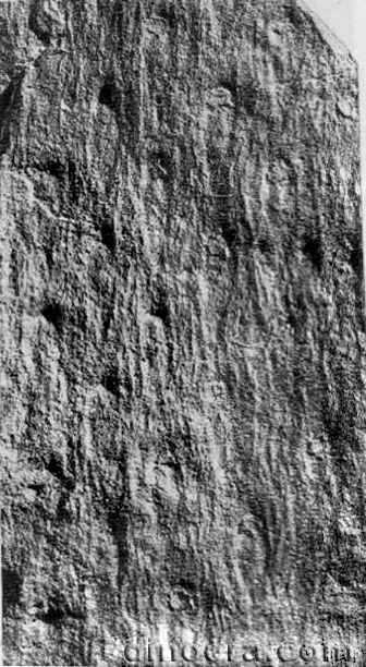 Lepidodendropsis lissoni 01 cc