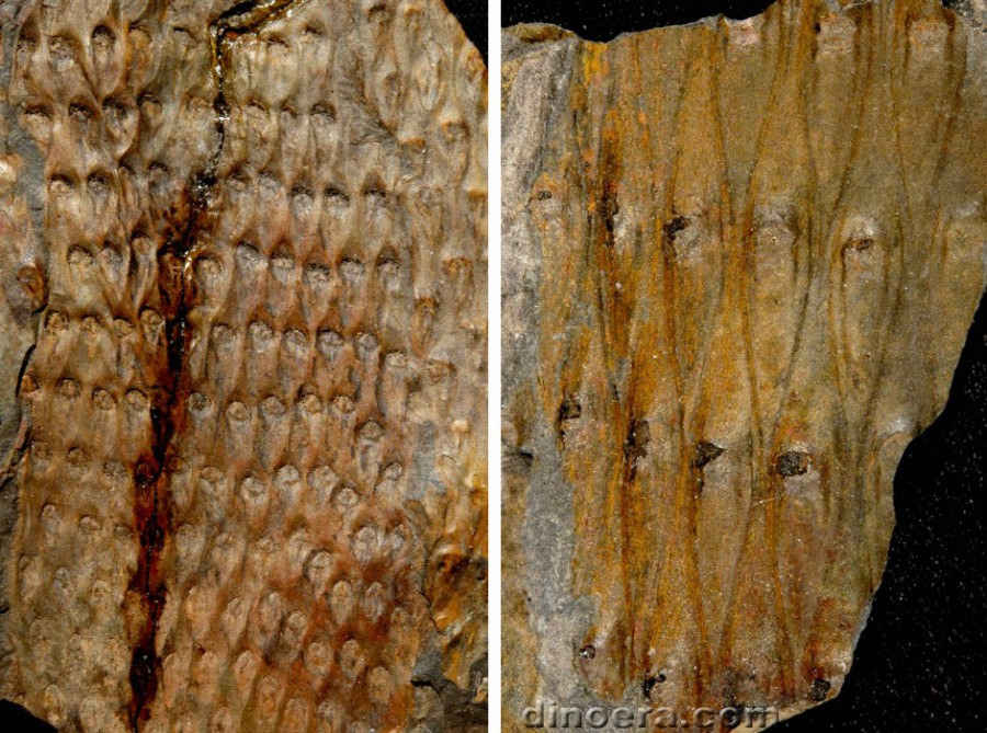 Lepidodendropsis scobinoformis 01-05 cc