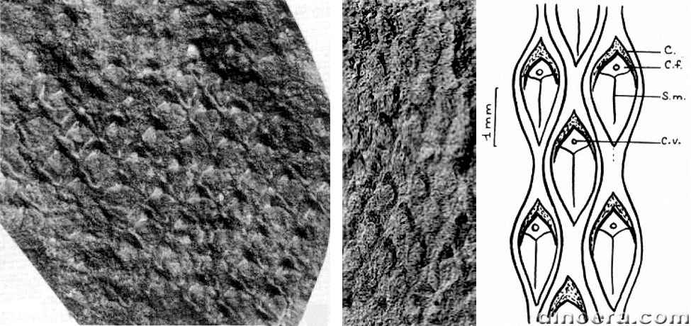 Lepidodendropsis sinaica 01-03 mosaicum cc