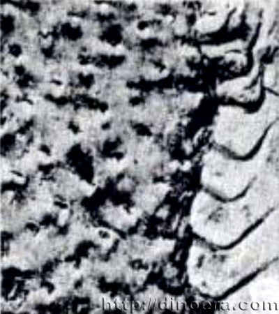 Lepidodendropsis steinmanni 01 cc