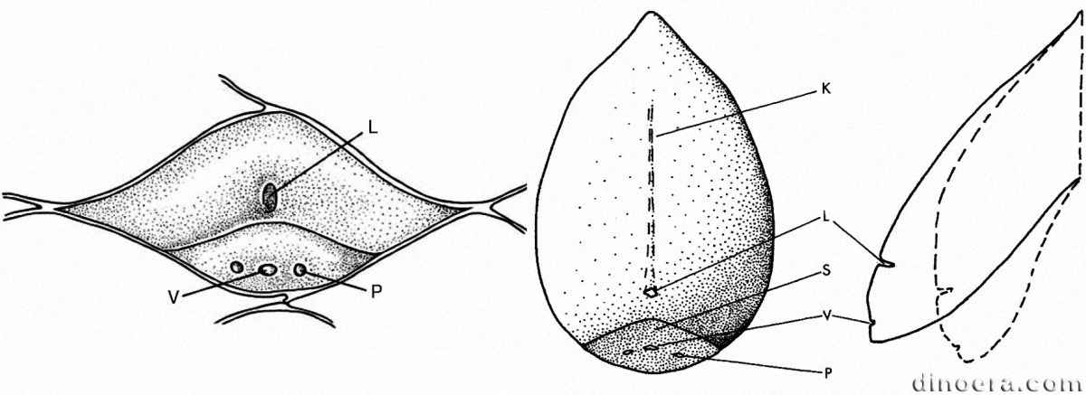 Lepidophloios 01-02 leaf base cc