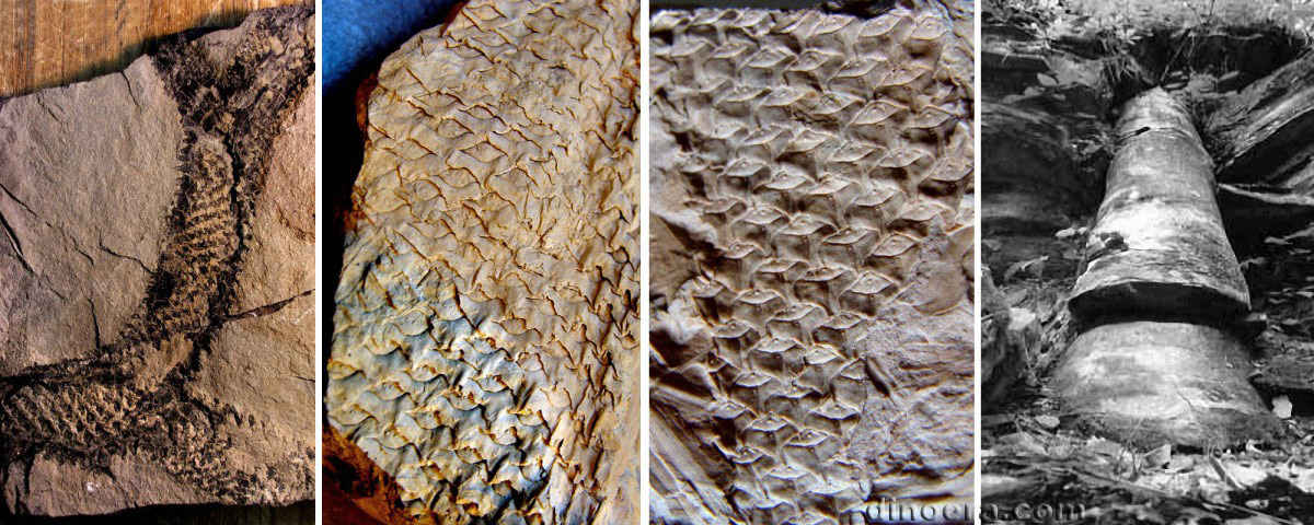 Lepidophloios 04-14-17-22 cc