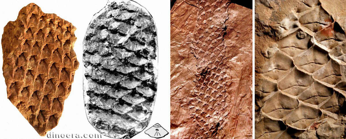 Lepidophloios 05-07-09-11 cc