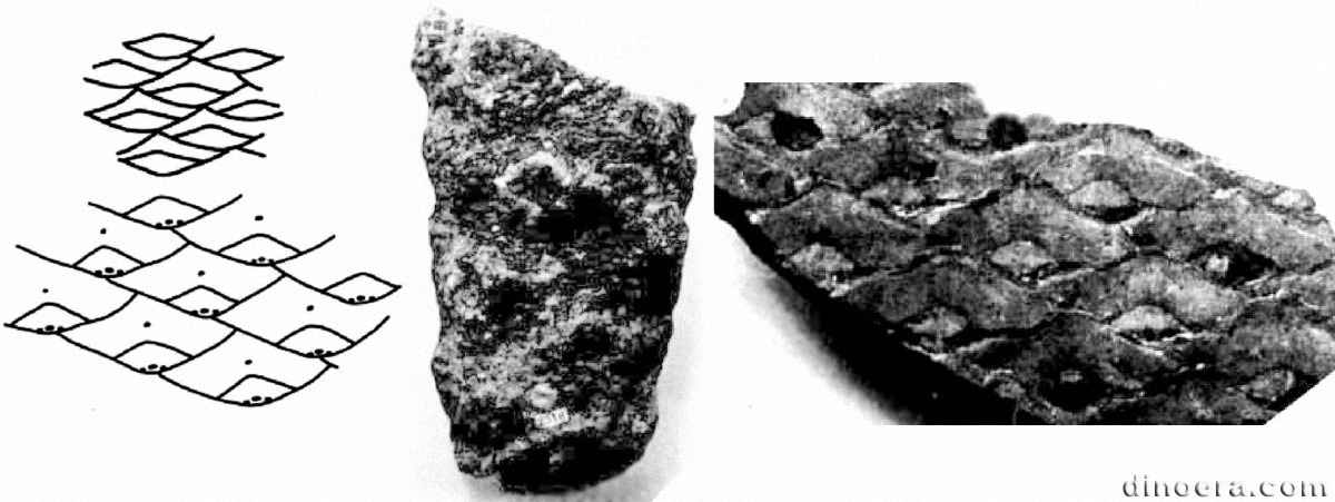 Lepidophloios acadianus 01-02-03 cc