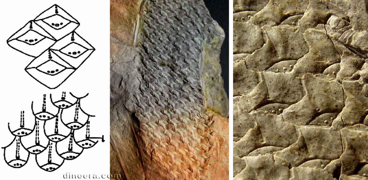 Lepidophloios acerosus 06-07-08 cc