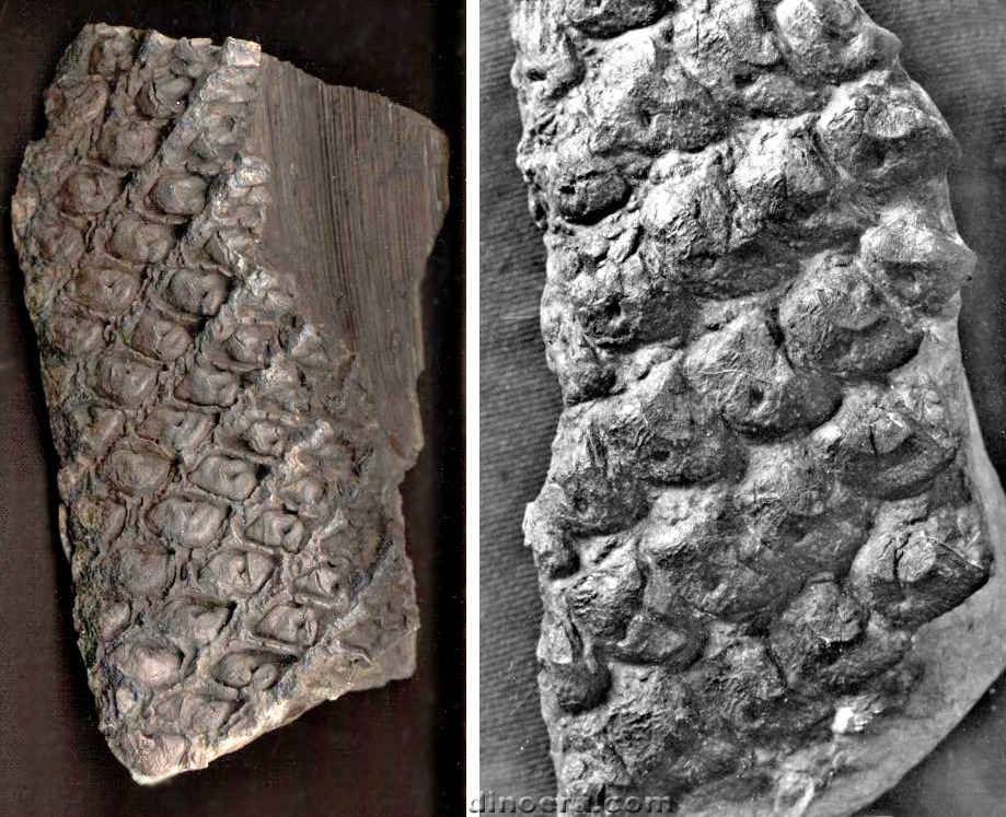 Lepidophloios langfordi 01-02 cc