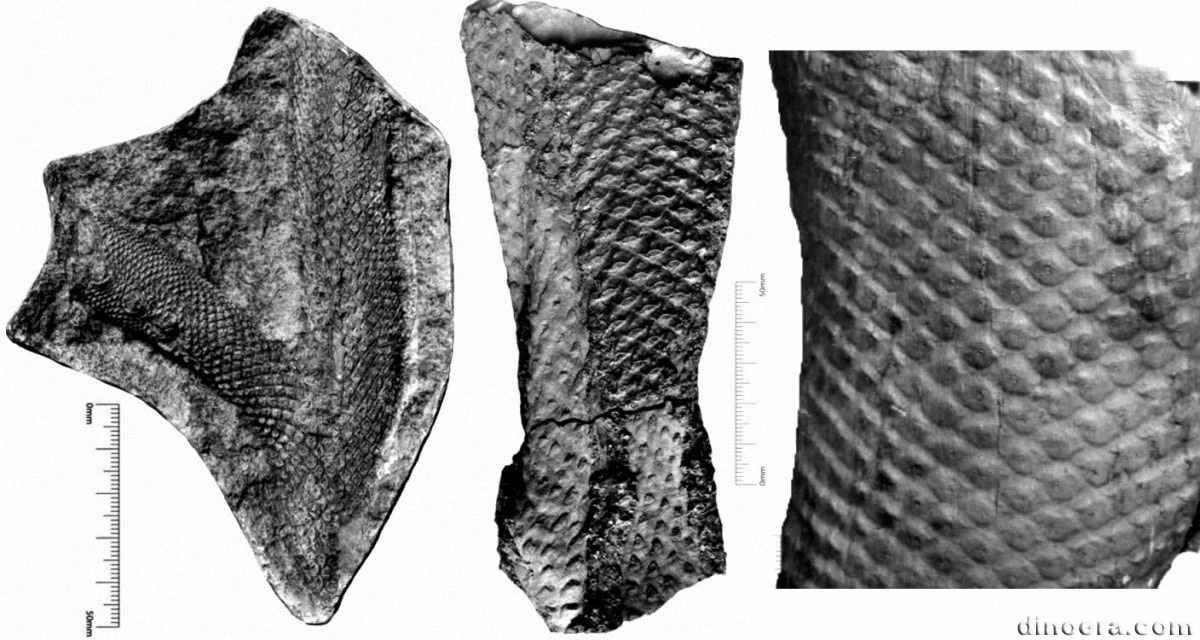 Lepidophloios laricinus 05-06-11 cc