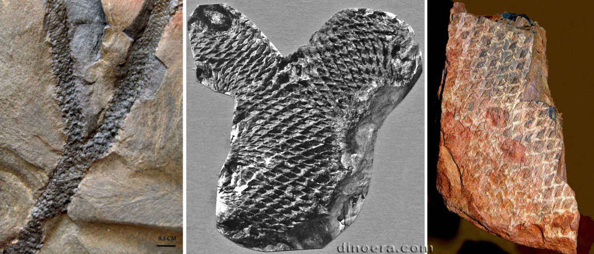 Lepidophloios laricinus 12-15-23 cc