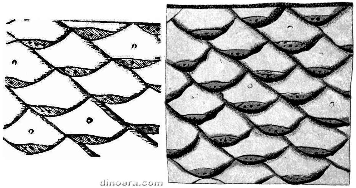 Lepidophloios macrolepidotus 01-03 cc