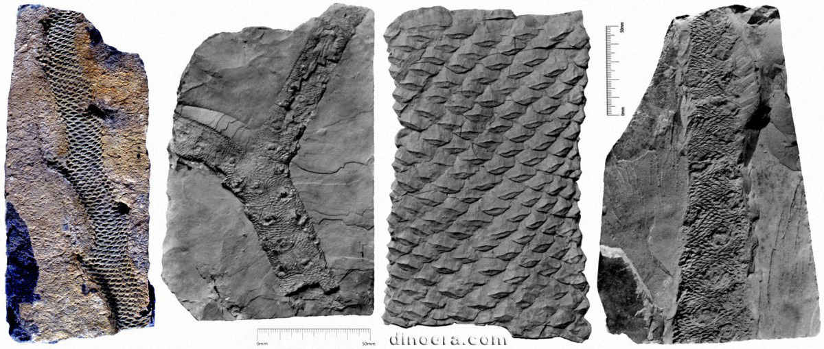 Lepidophloios scoticus 01-02-03-04 cc