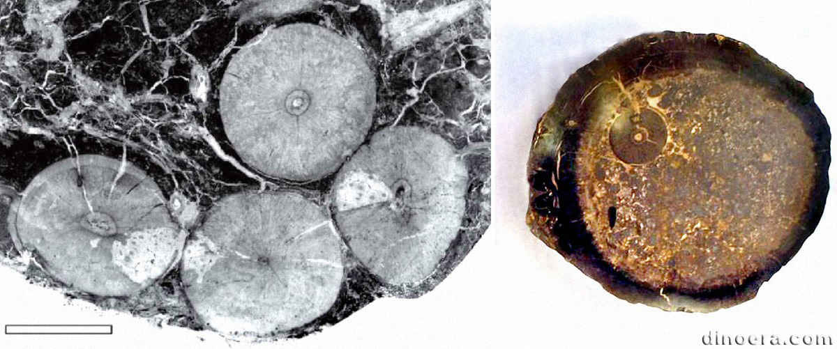 Lepidophloios wuenschianus 01-02 cc