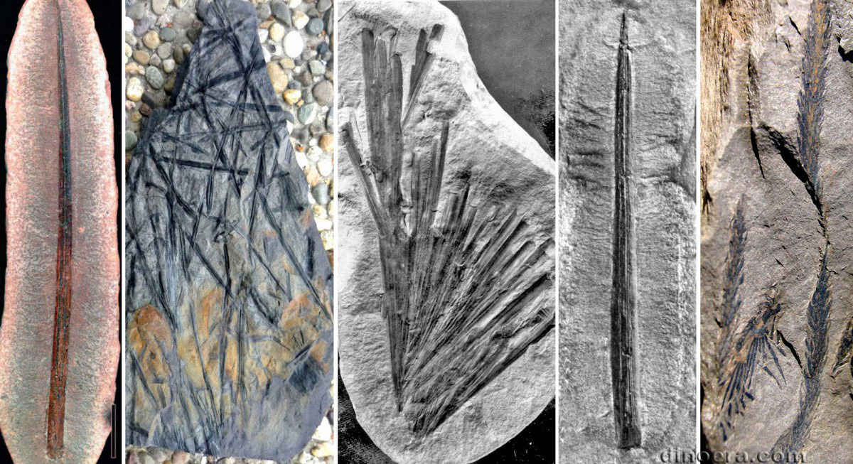 Lepidophylloides_Lepidophyllum 01 cc