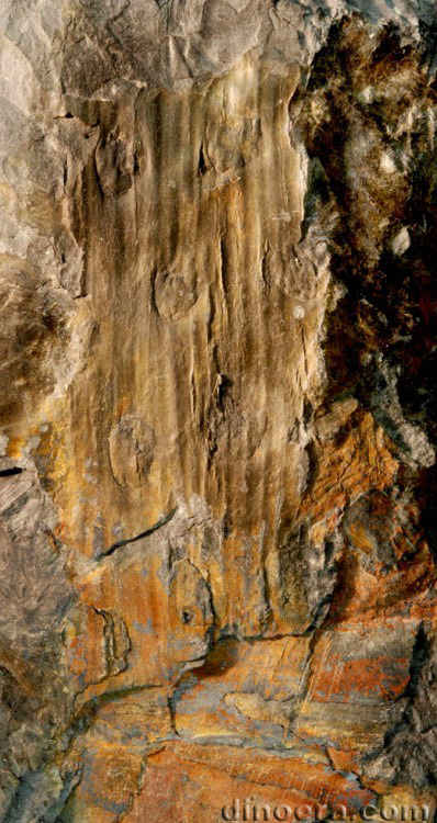 Lepidosigillaria macrocicatricosa 01 Norway cc