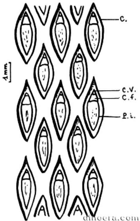 Lepidosigillaria massae 01 cc