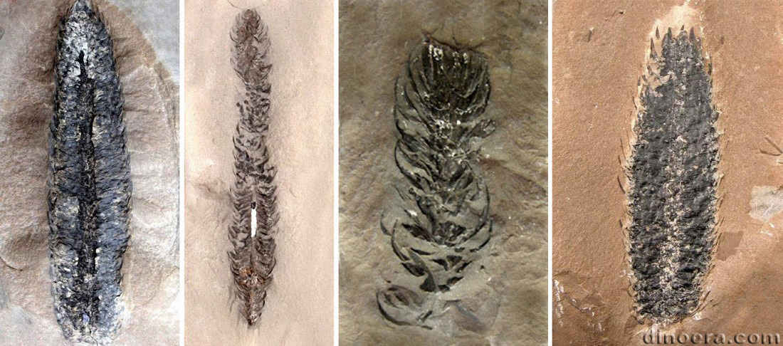 Lepidostrobus 01-02-04-05 cc