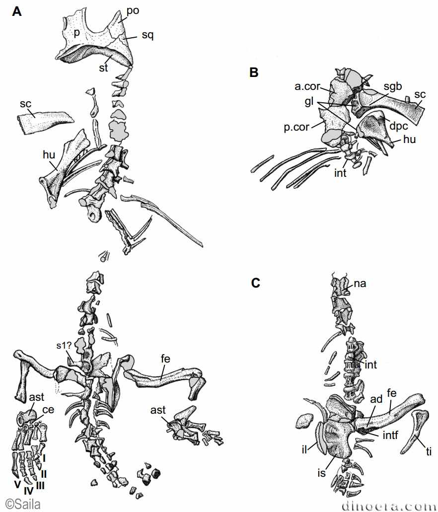 Leptopleuron lacertinum Leptopleuron lacertinum
