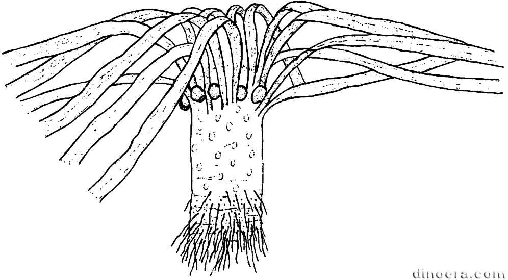 Limnoniobe insignis 01 cc