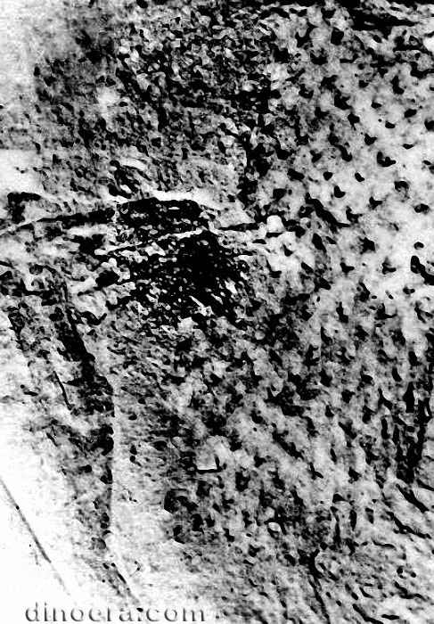 Limnoniobe insignis 03 cc