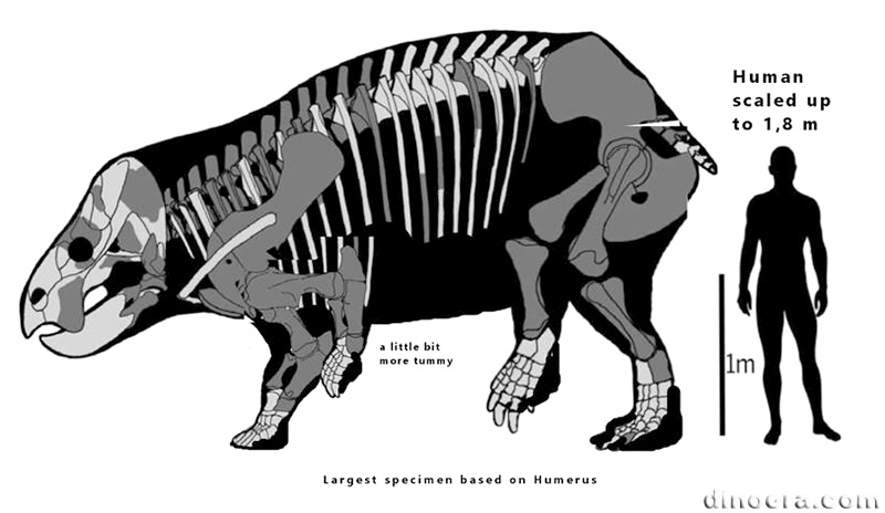 Lisowicia bojani 