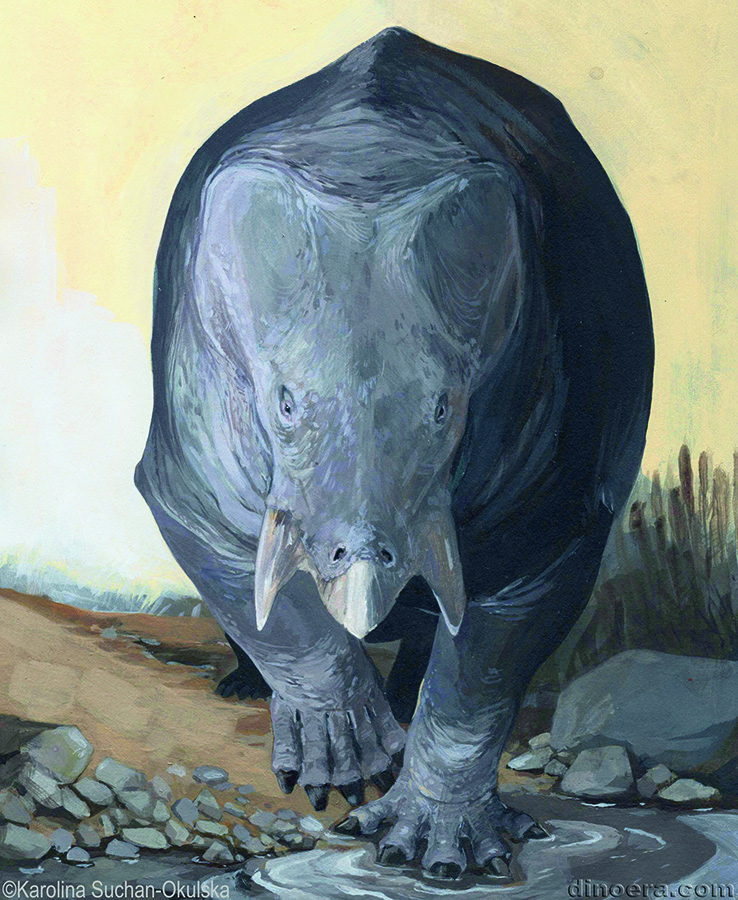 Lisowicia bojani 