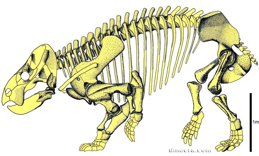 Lisowicia bojani 