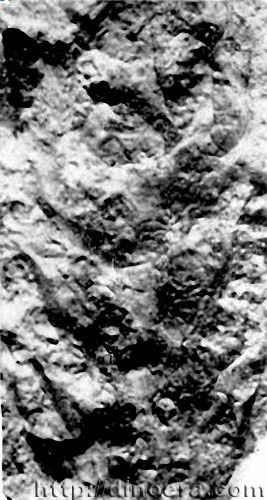 Longostachys latisporophyllus