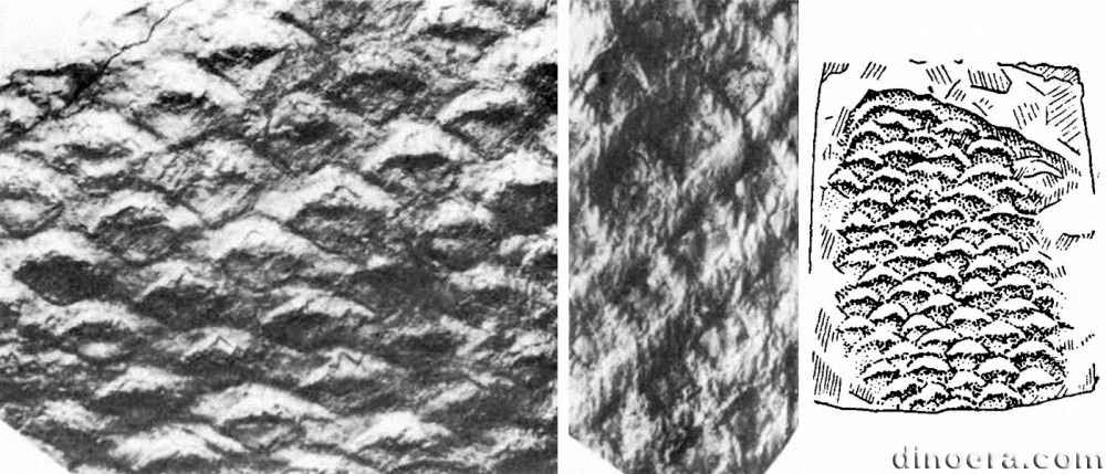 Lophiodendron tyrganense 01-07-09 cc