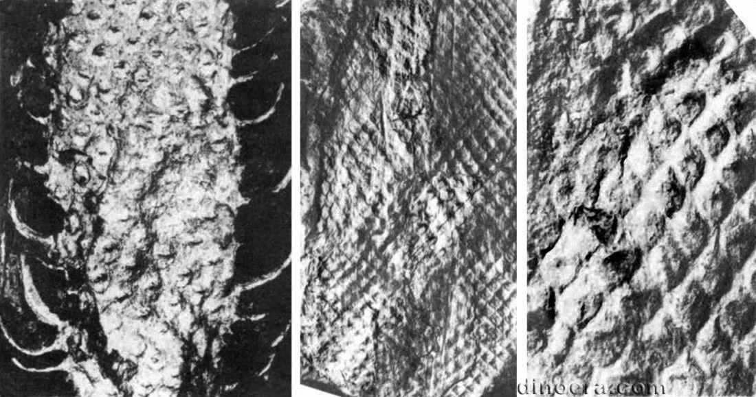 Lophiodendron variabile 06-07-11 cc