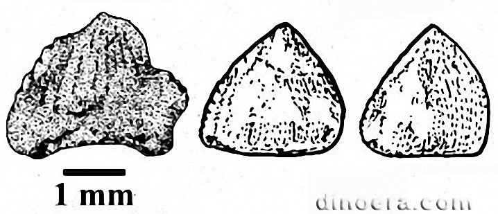 Lucianosaurus wildi 03 cc