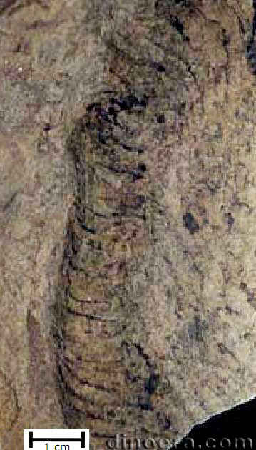 Lycopodostrobus gaiae 02 cc