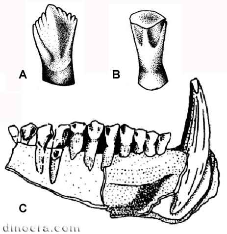 Lycorhinus angustidens 22 cc