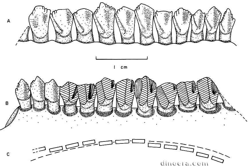 Lycorhinus angustidens 24 cc