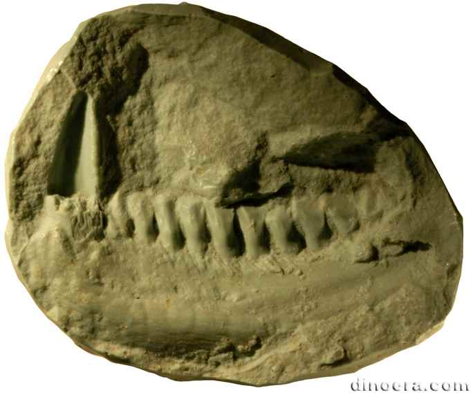 Lycorhinus angustidens 25 cc