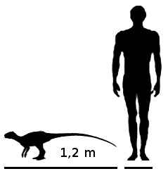 Lycorhinus angustidens 40 cc