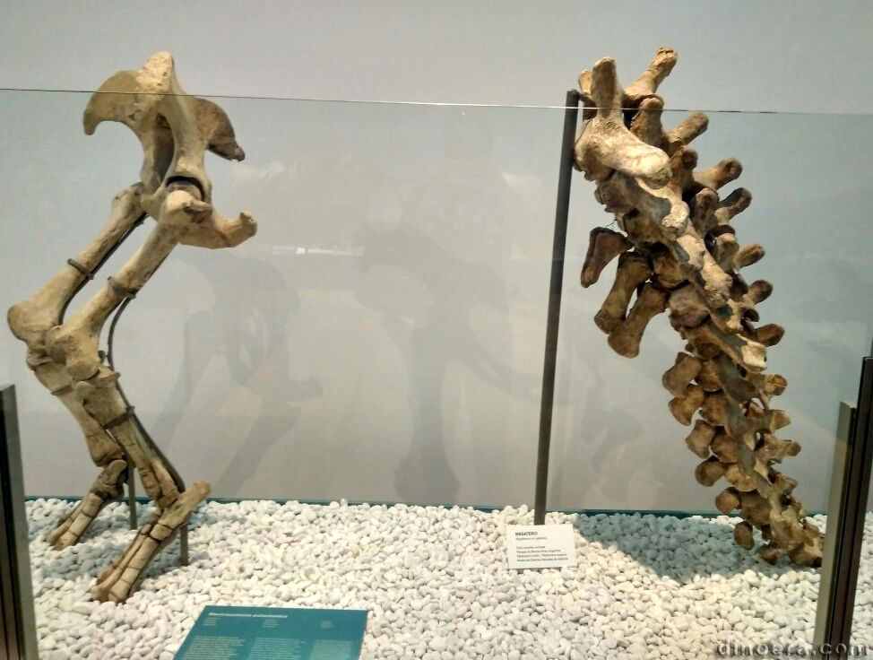 Macrauchenia Megatherium