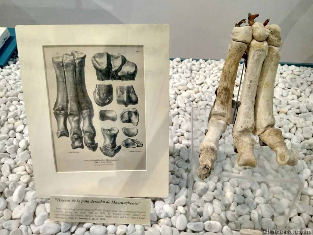 Macrauchenia patachonica
