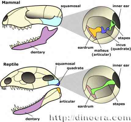 Mammal ear