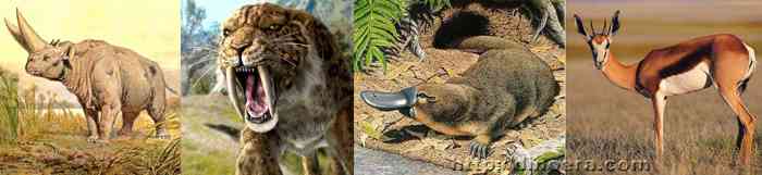 Mammals
