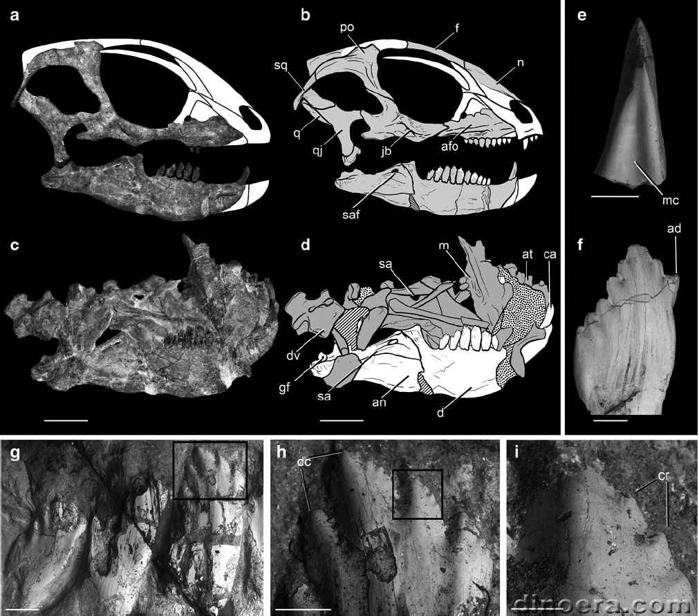 Manidens condorensis 22 cc