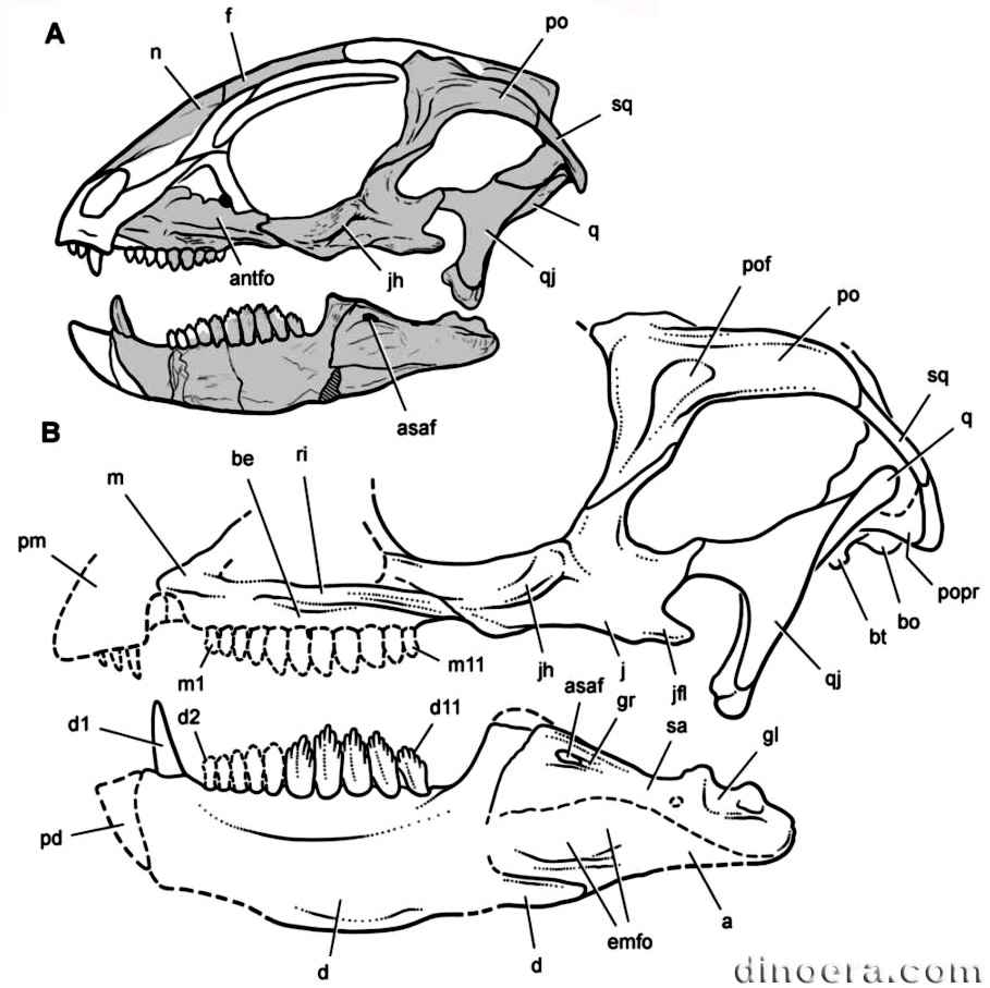 Manidens condorensis 25 cc