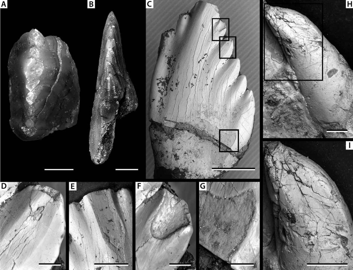 Manidens condorensis 26 cc