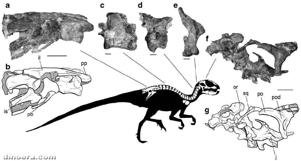 Manidens condorensis 28-1 cc
